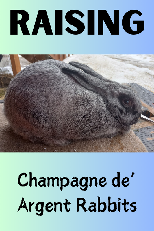 Champagne d' Argent Rabbits, Dual Purpose Breed - Rabbit Haven