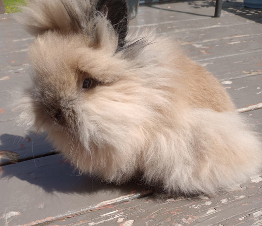 FROM HUTCH TO SHOW RING - Rabbit Haven