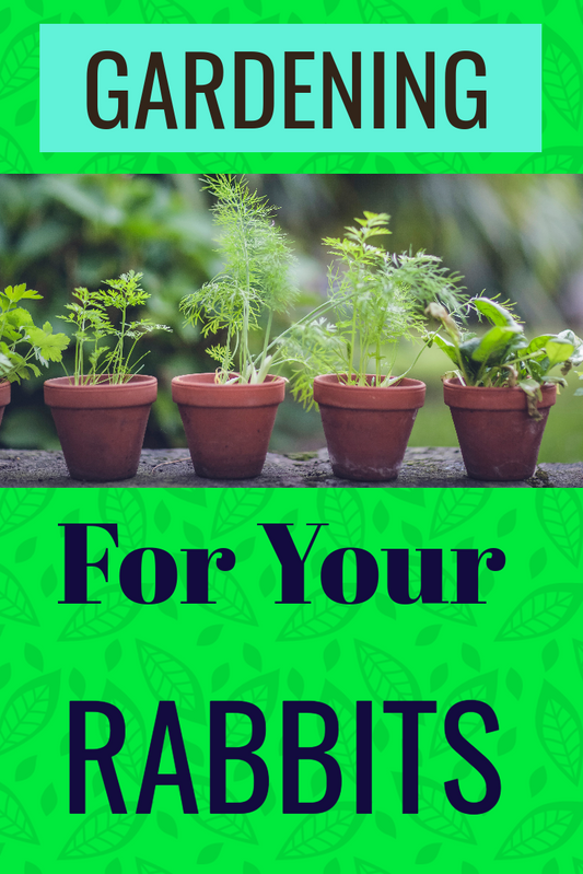 Gardening For Your Rabbits - Rabbit Haven
