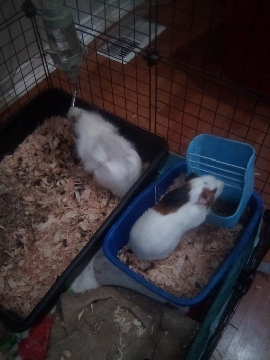 Caring for Guinea Pigs: A guide to Happy Cavies - Rabbit Haven